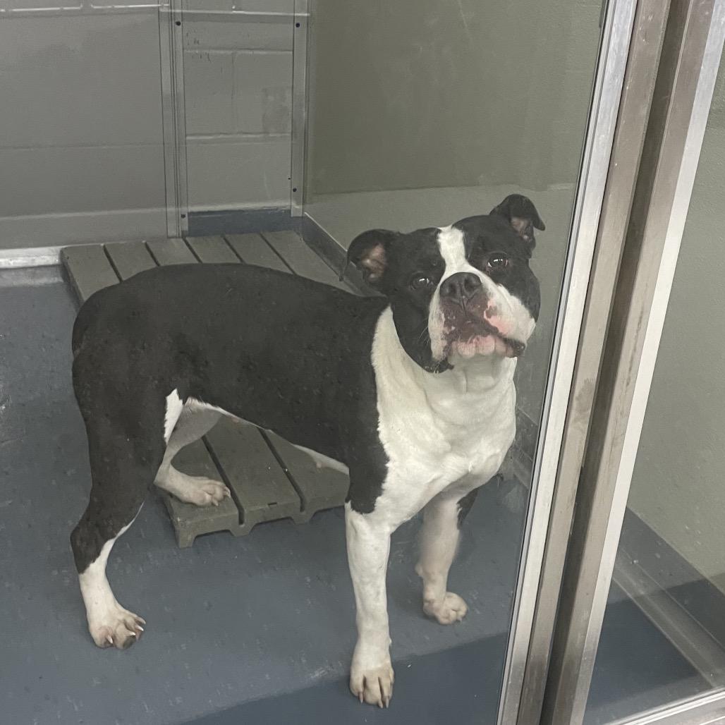 Enlarge Miss Piggy, a Adoptable mixed breed in Galax, VA image 2/2