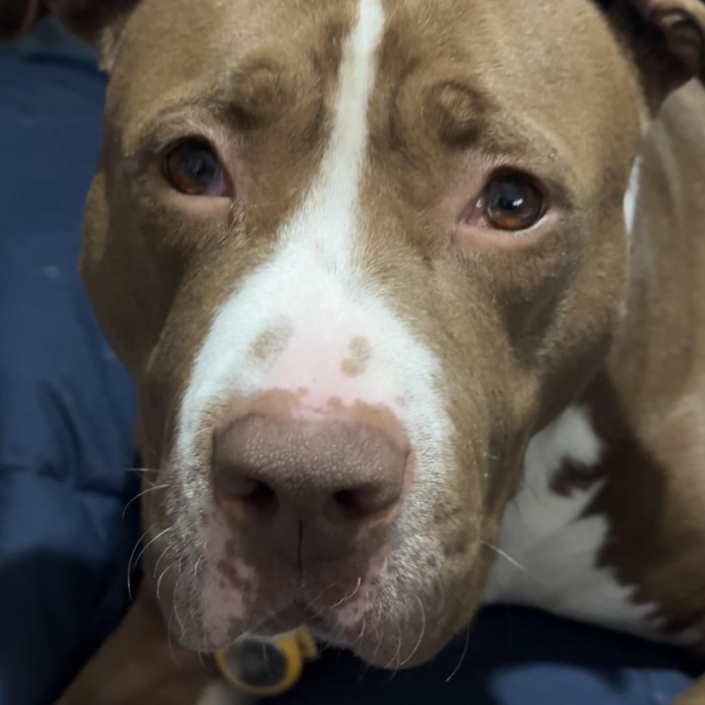 Ania, Adoptable, Adult Female Pit Bull Terrier & Mixed Breed.