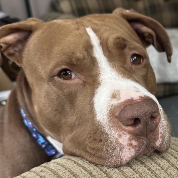 Ania, a Adoptable mixed breed in Avon, OH image 2/6