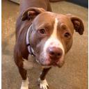 Ania, a Adoptable mixed breed in Avon, OH image 3/6