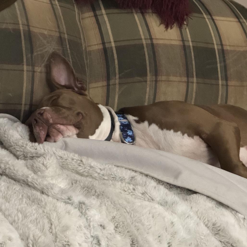 Ania, a Adoptable mixed breed in Avon, OH image 4/6