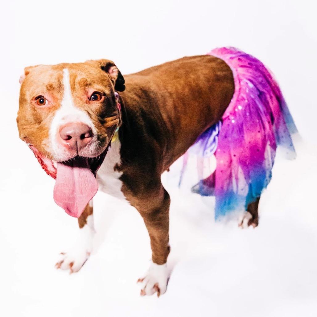 Ania, Adoptable, Adult Female Pit Bull Terrier & Mixed Breed.