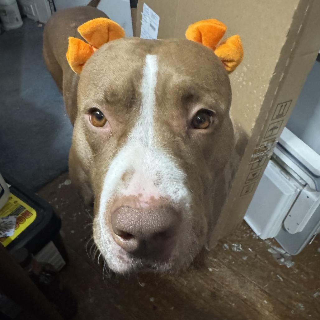 Ania, a Adoptable mixed breed in Avon, OH image 6/6