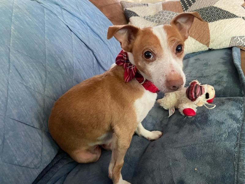 Liam, Adopted, Adult Male Dachshund & Jack Russell Terrier.