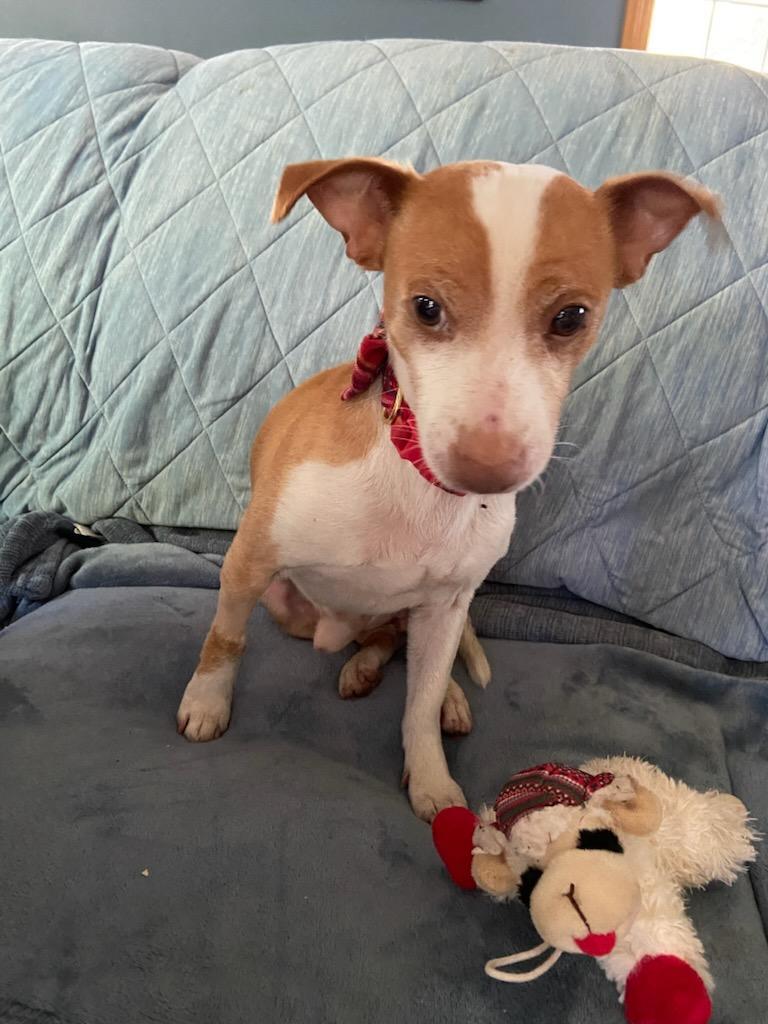 Enlarge Liam, a Adopted mixed breed in Rootstown, OH image 3/3