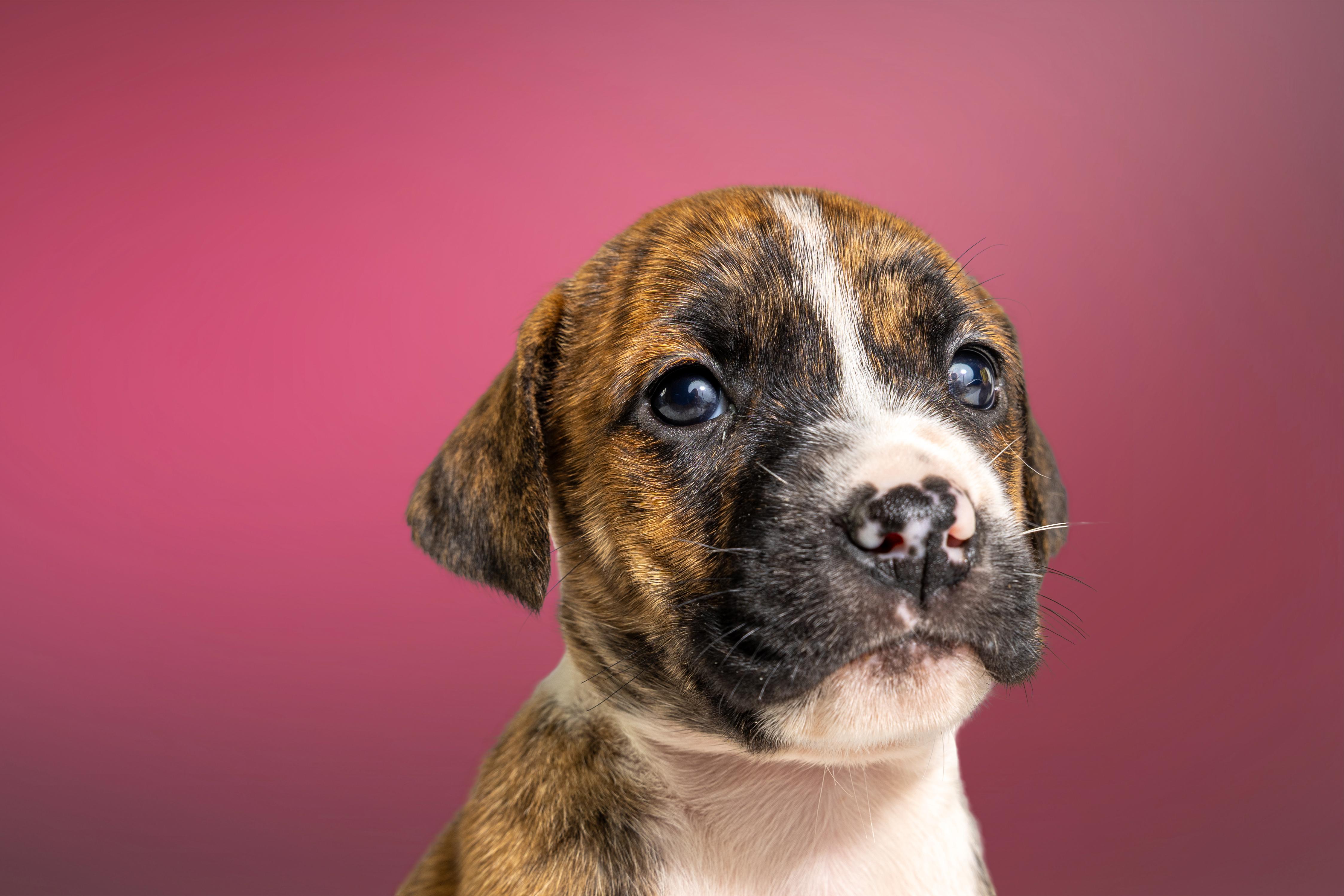 Enlarge Maji, a ADOPTABLE mixed breed in Simsbury, CT image 2/3