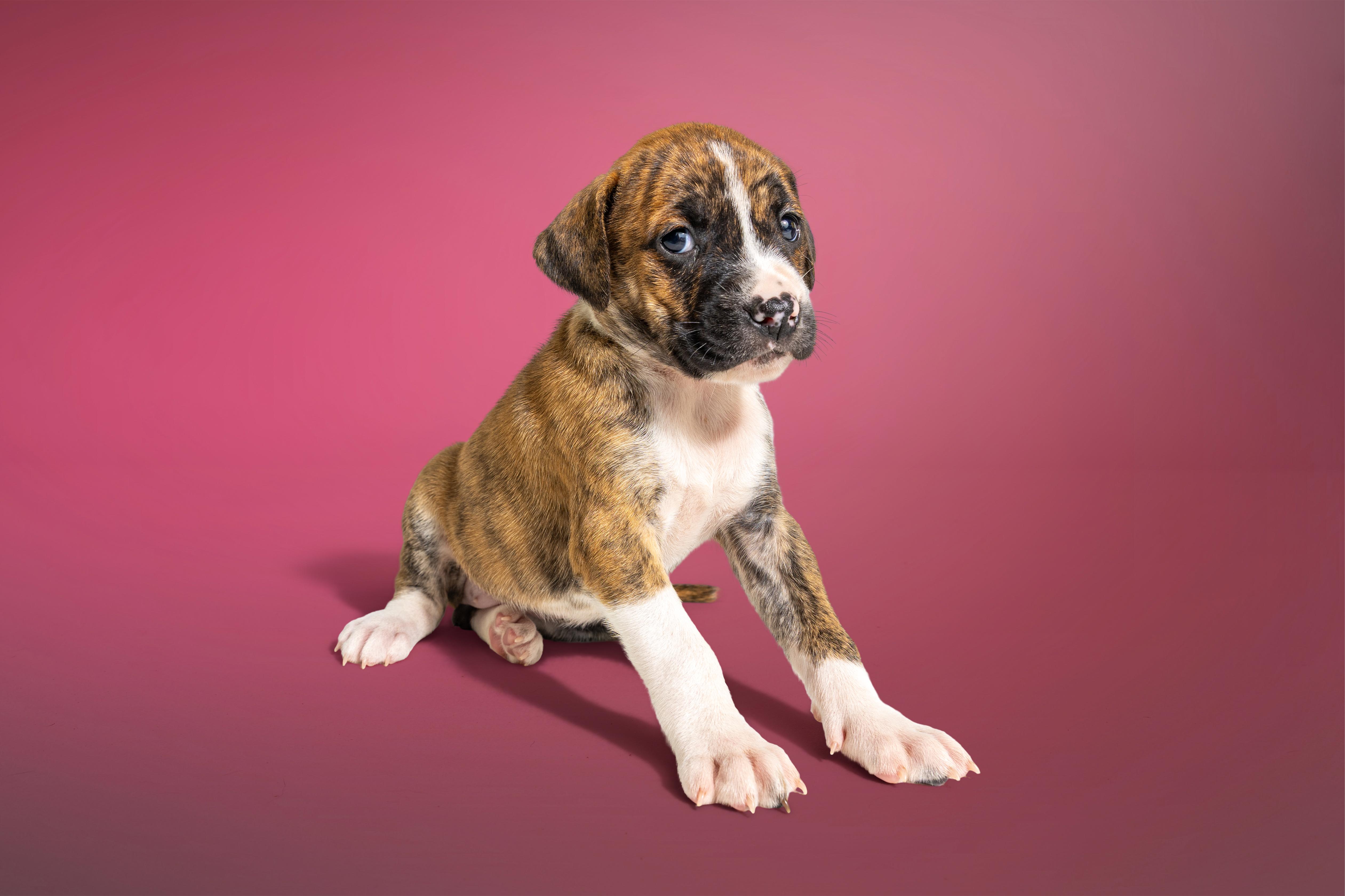 Enlarge Maji, a ADOPTABLE mixed breed in Simsbury, CT image 3/3