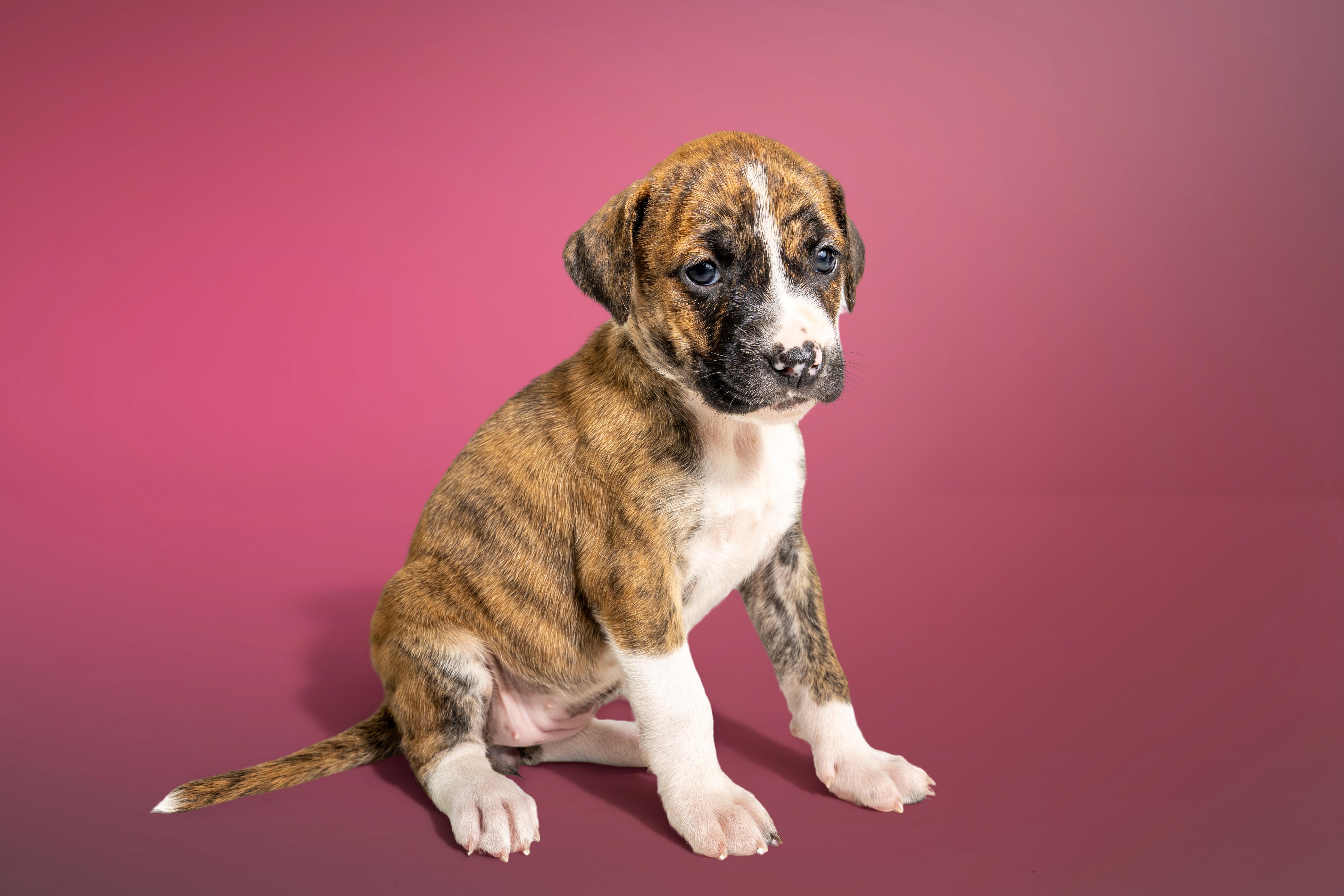 Maji, ADOPTABLE, Puppy Female Boxer & Labrador Retriever.