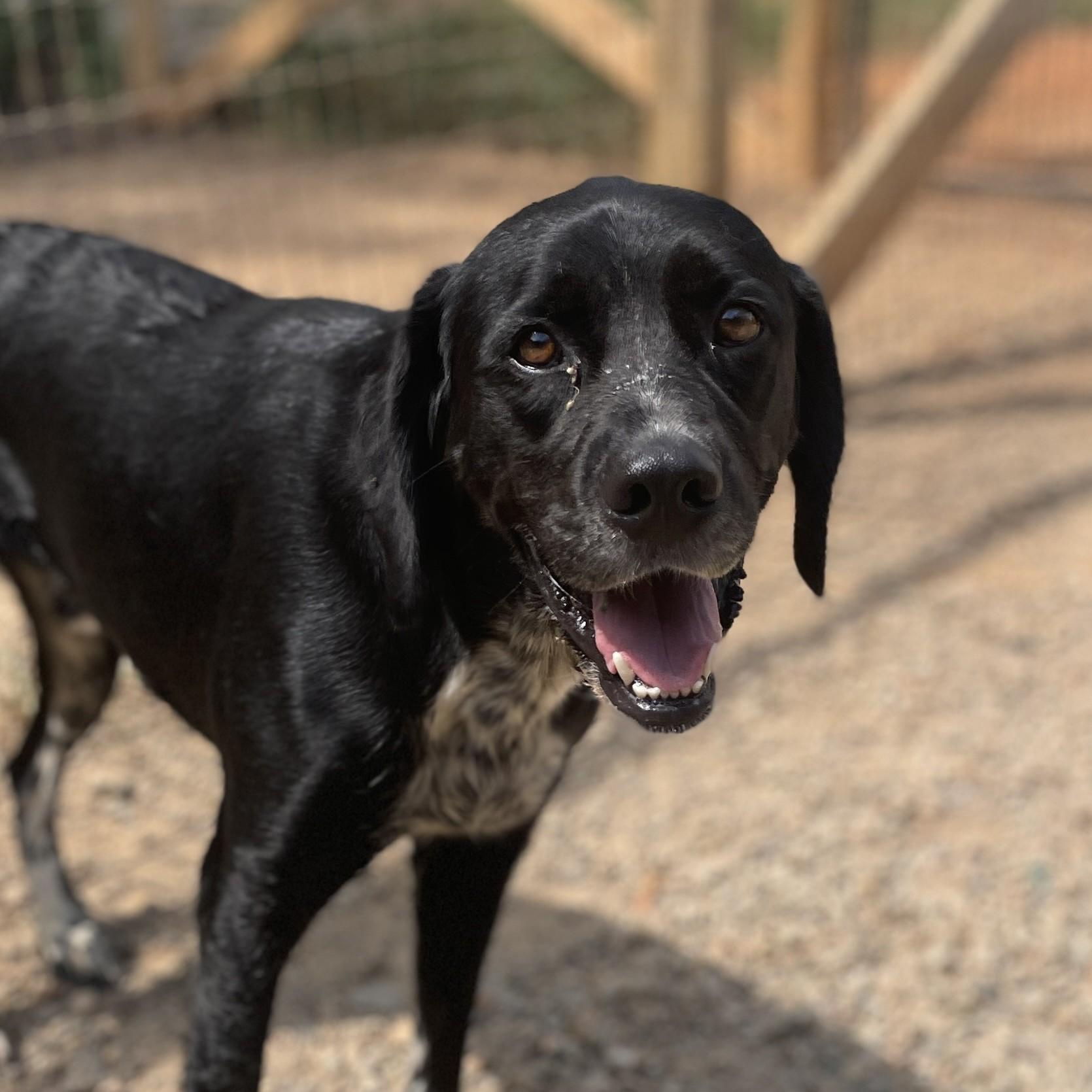 Dog for adoption - Huggie, an English Springer Spaniel &amp; Labrador ...