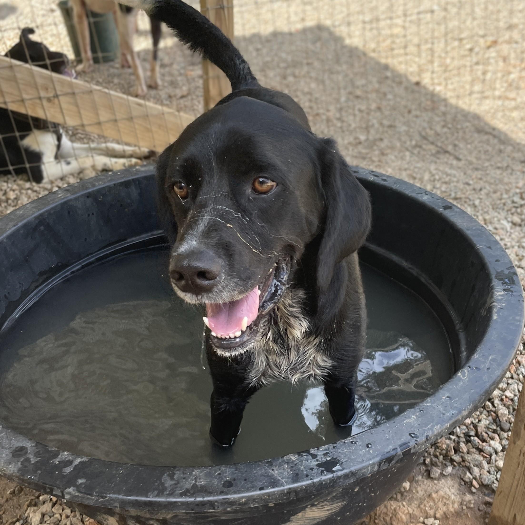 Dog for adoption - Huggie, an English Springer Spaniel &amp; Labrador ...