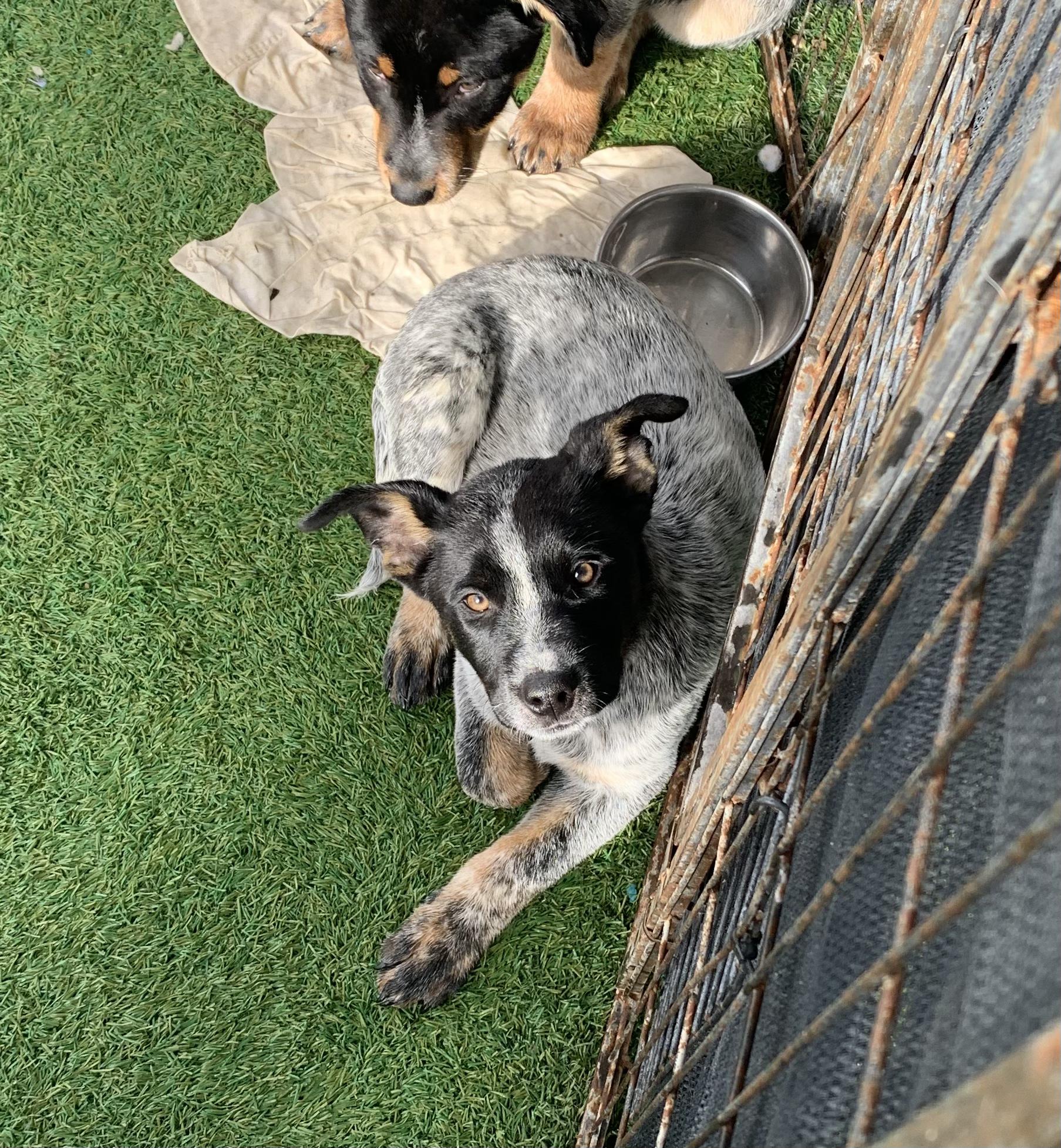 Billy the Kidd, ADOPTABLE, Puppy Male Cattle Dog.
