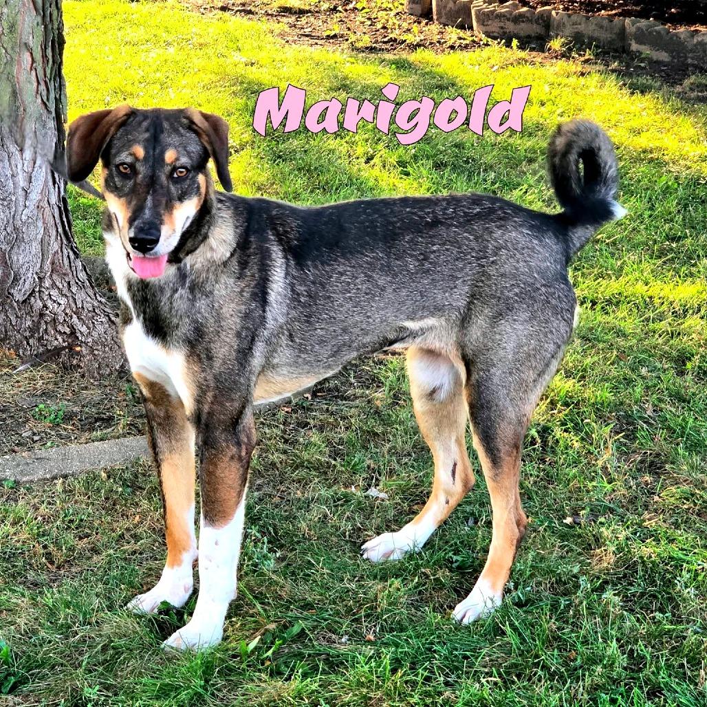 Marigold, Adoptable, Adult Female Mixed Breed.