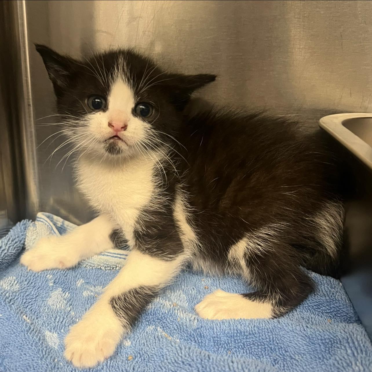 Enlarge Dr. Whitaker (Huckleberry), an adoptable mixed breed in Santa Clara, CA image 1/2