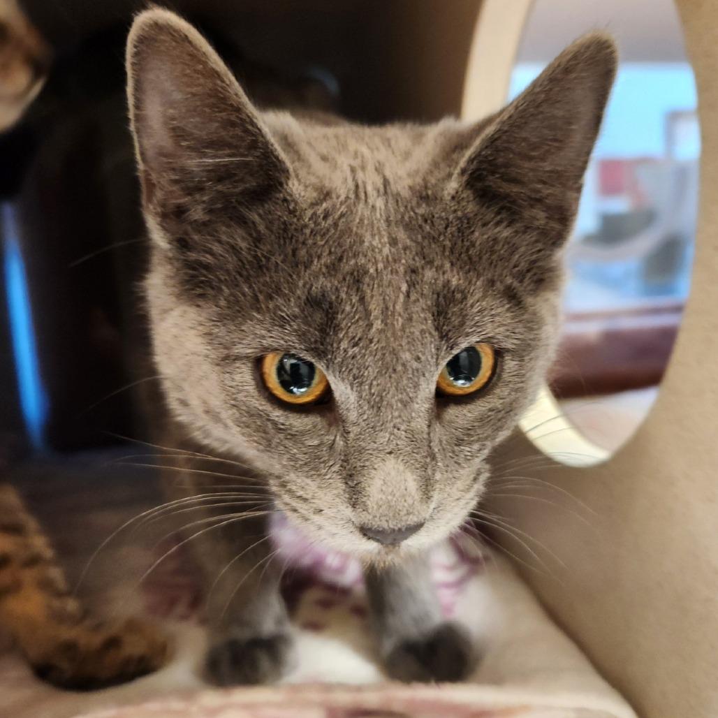 Oasis, Adoptable, Kitten Female Domestic Short Hair.