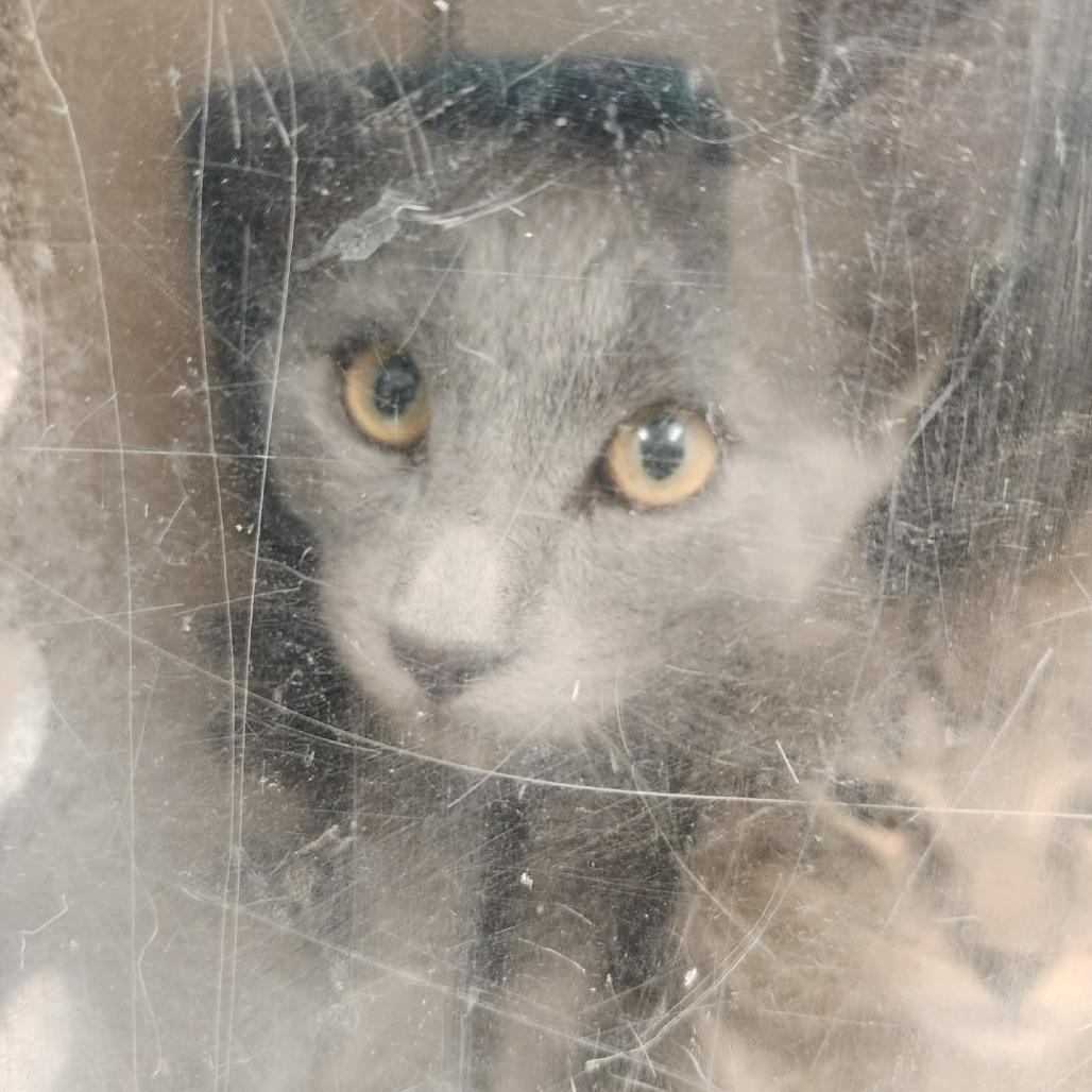 Enlarge Oasis, a Adoptable Domestic Short Hair in Reno, NV image 2/2