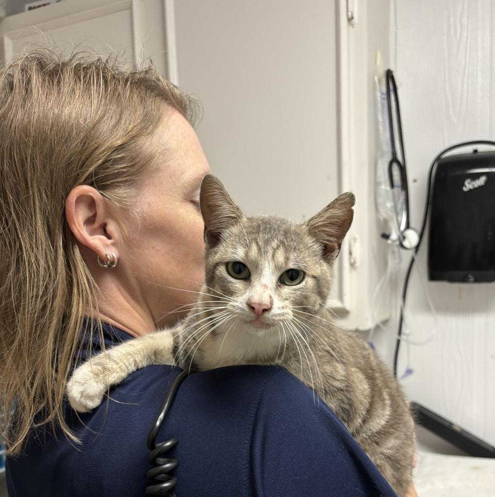Jack, Adoptable, Young Male Domestic Short Hair.