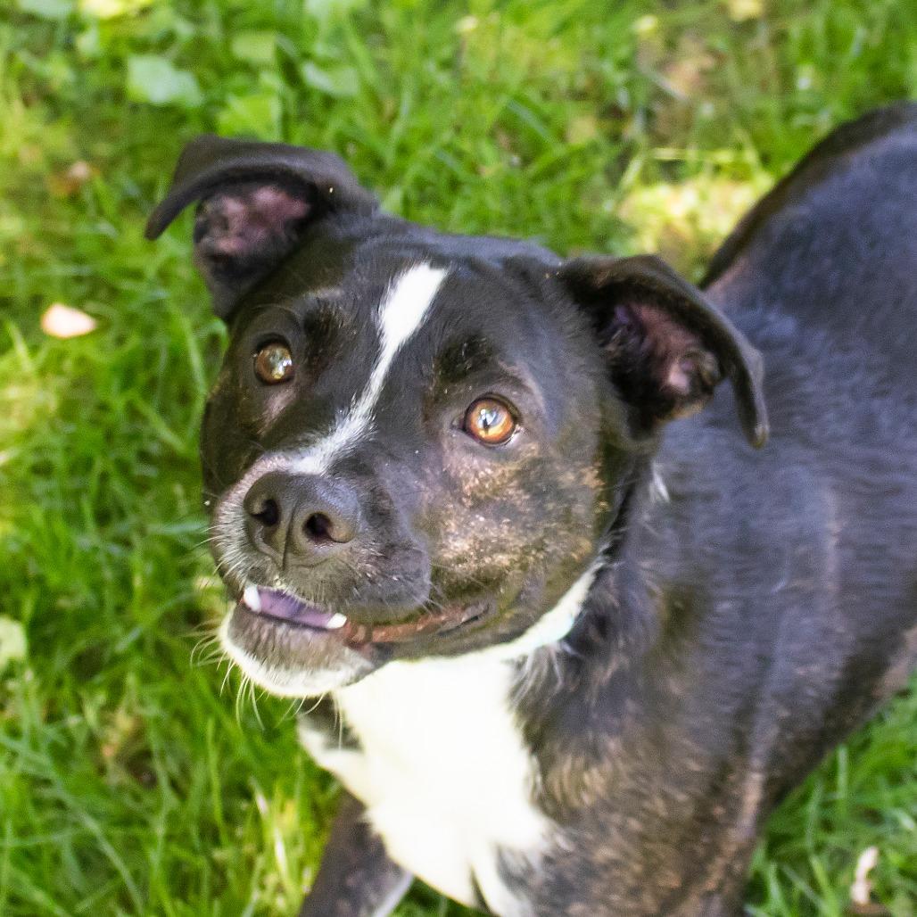 Enlarge Kenny, a Adoptable Mixed Breed in Middletown, RI image 1/1
