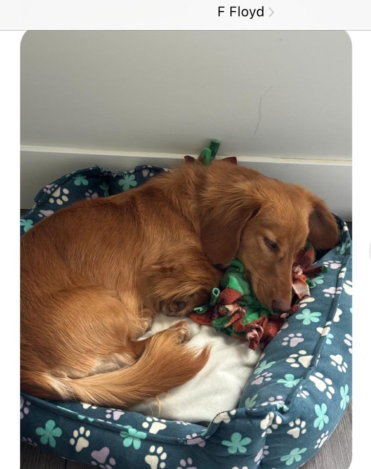 DRLA DRUT Floyd, Adopted, Young Male Dachshund.