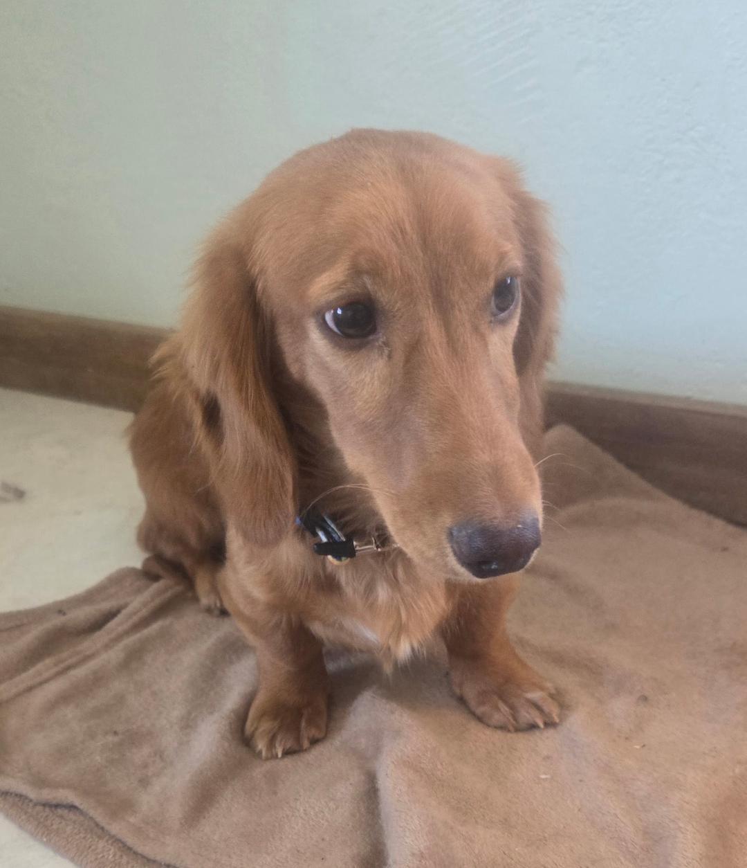 DRLA DRUT Floyd, a Adopted Dachshund in Los Angeles, CA image 2/2