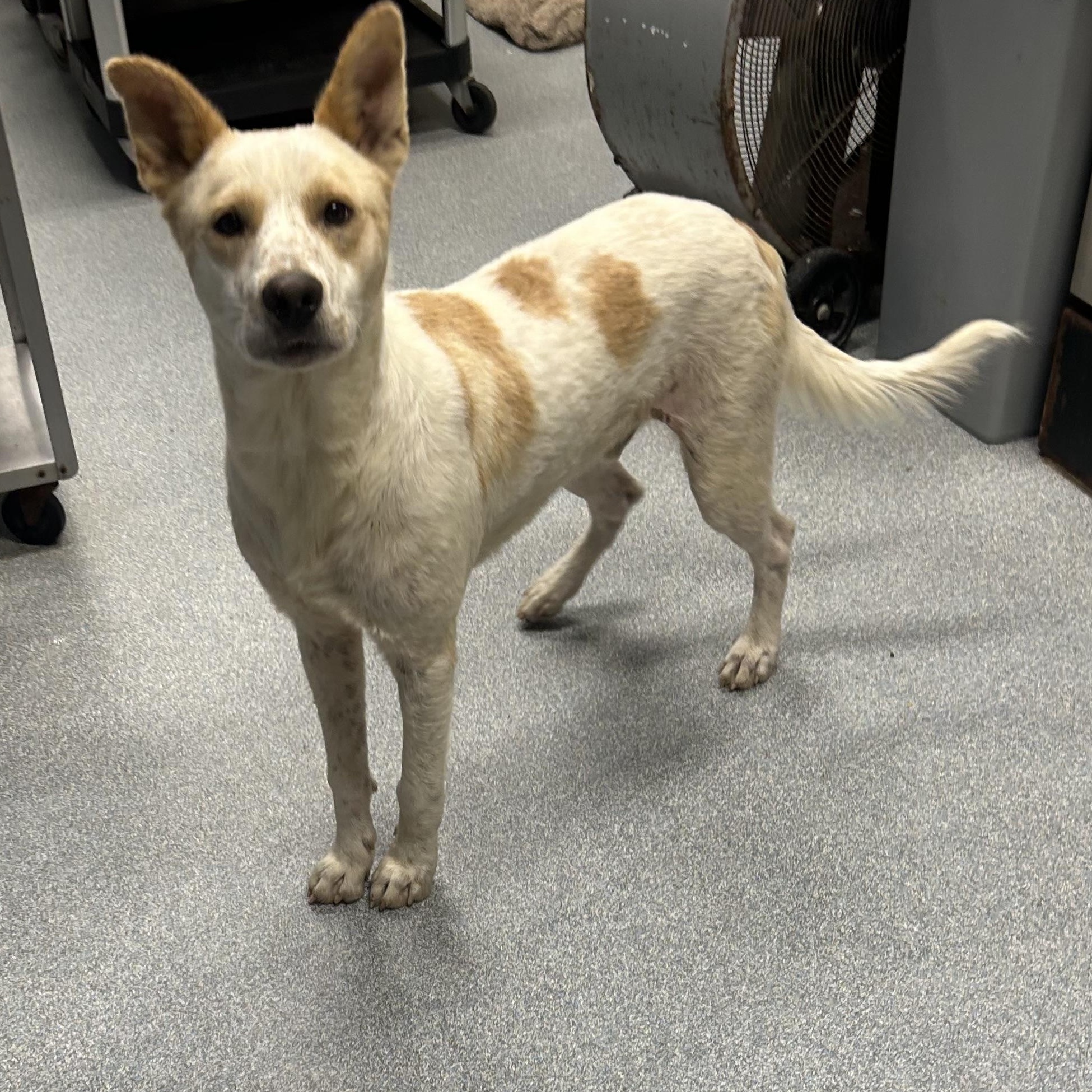 Enlarge Bruce, an adopted mixed breed in St. Joseph, MI image 1/1