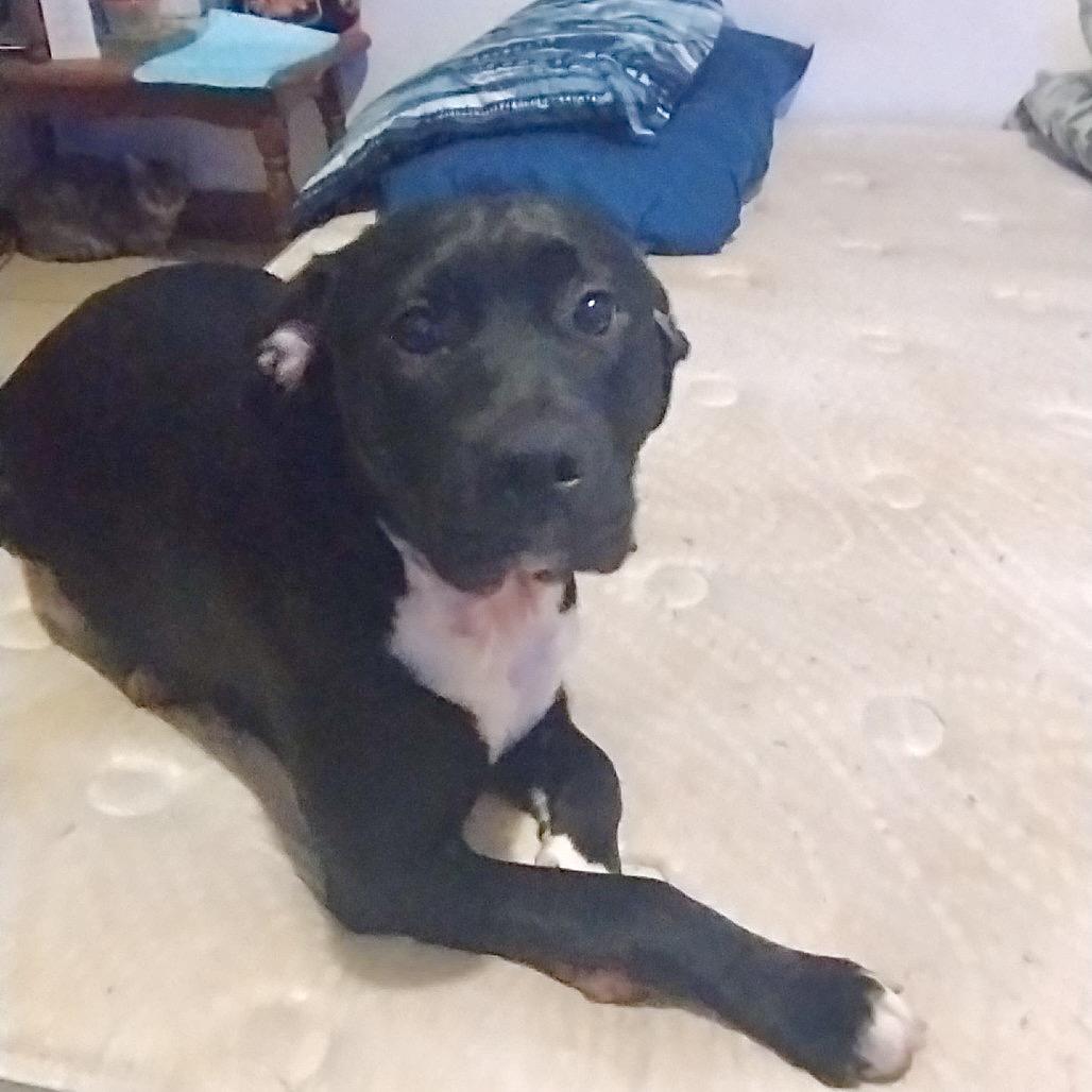 Enlarge Jewels, a Adoptable Black Labrador Retriever in Livingston, TX image 1/1