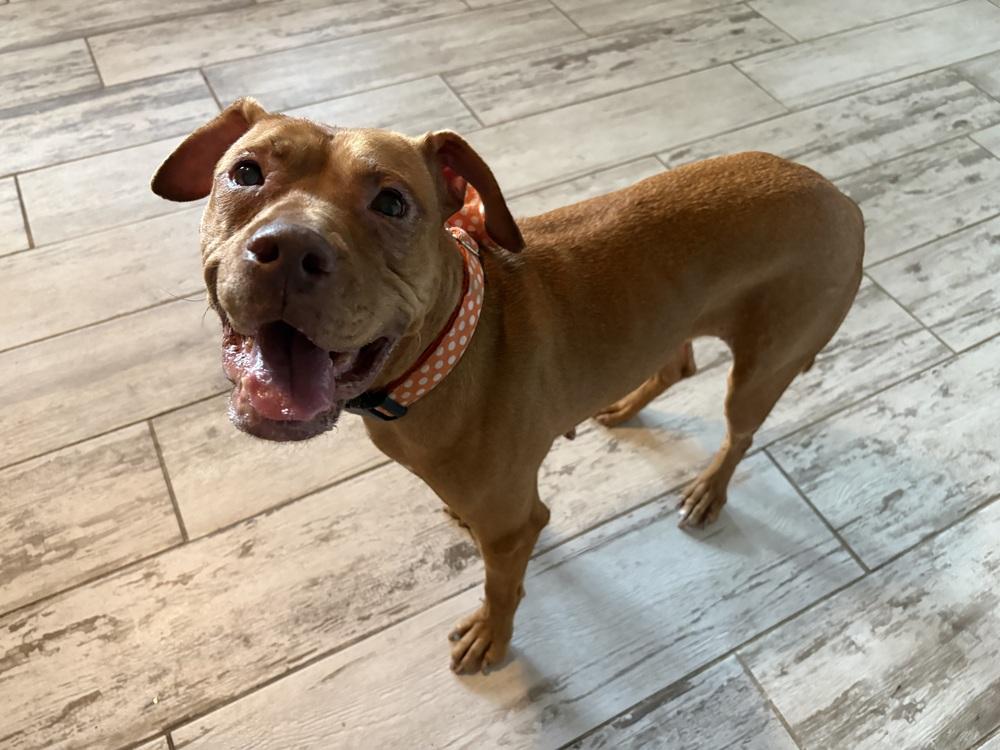 Baby Ruth, a Adoptable mixed breed in Melbourne Beach, FL image 1/6
