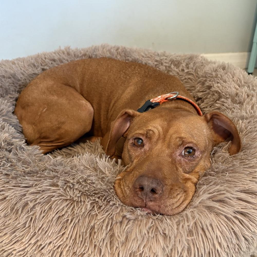 Baby Ruth, a Adoptable mixed breed in Melbourne Beach, FL image 3/6