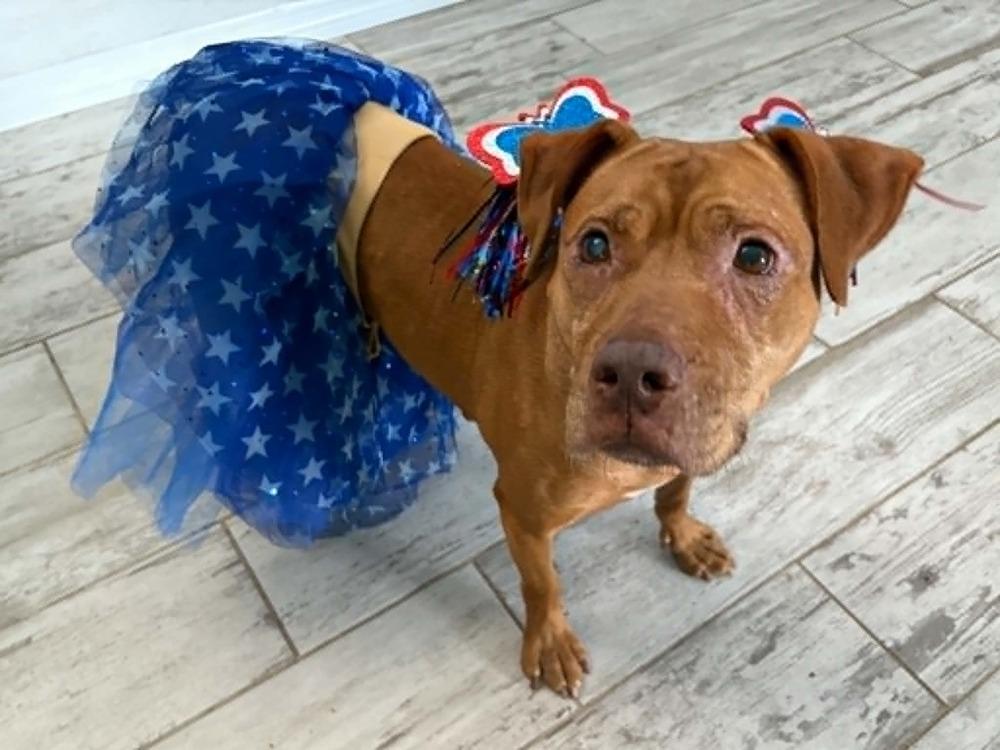 Enlarge Baby Ruth, a Adoptable mixed breed in Melbourne Beach, FL image 4/6