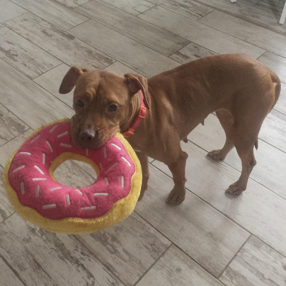Baby Ruth, a Adoptable mixed breed in Melbourne Beach, FL image 5/6