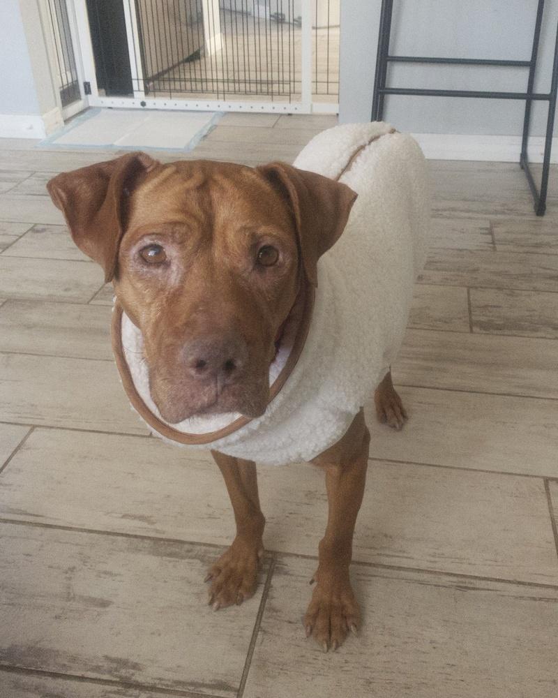 Enlarge Baby Ruth, a Adoptable mixed breed in Melbourne Beach, FL image 3/3