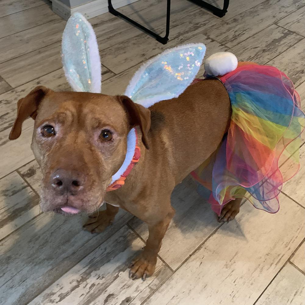 Enlarge Baby Ruth, a Adoptable mixed breed in Melbourne Beach, FL image 3/3