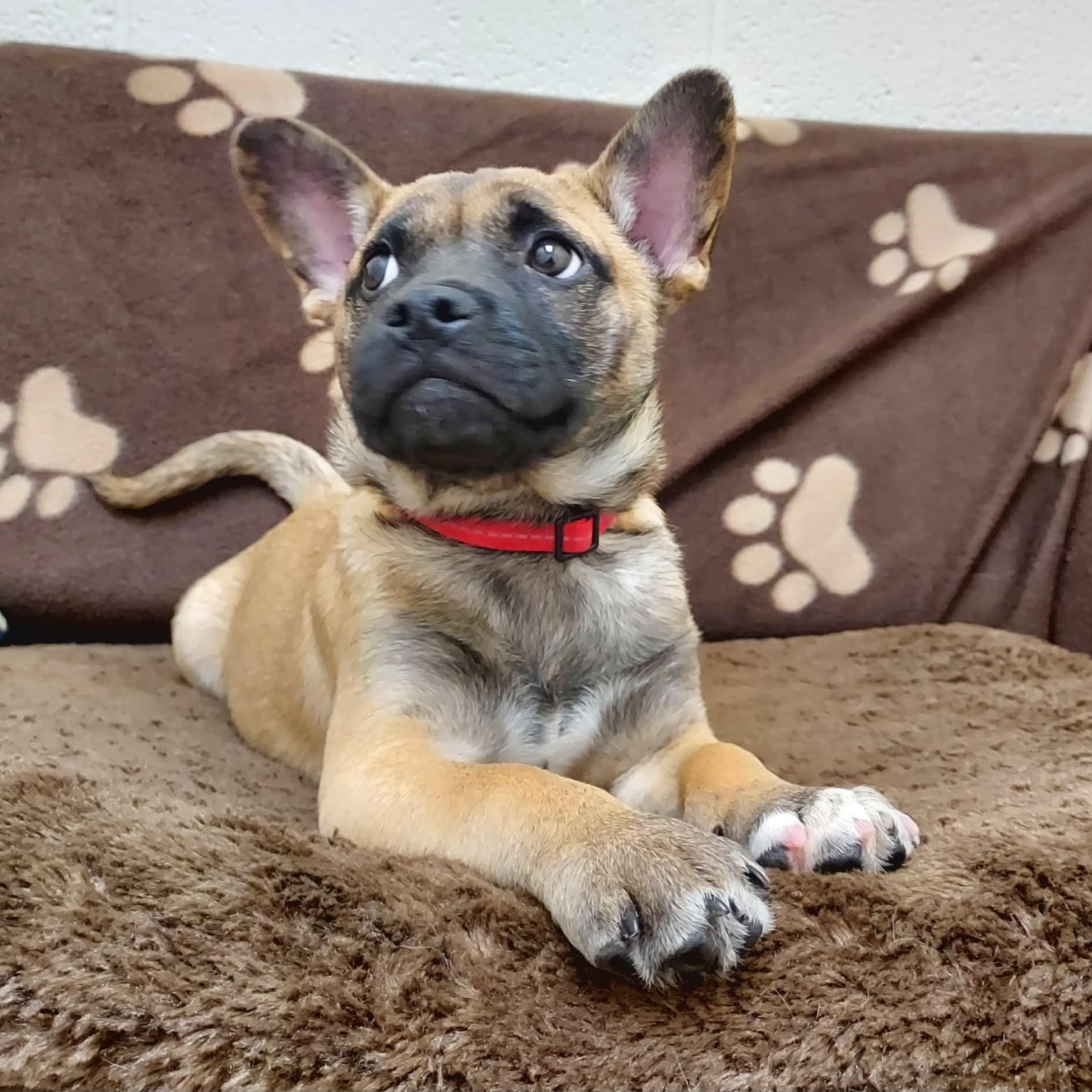 Grayson, Adopted, Puppy Male Shiba Inu & French Bulldog.