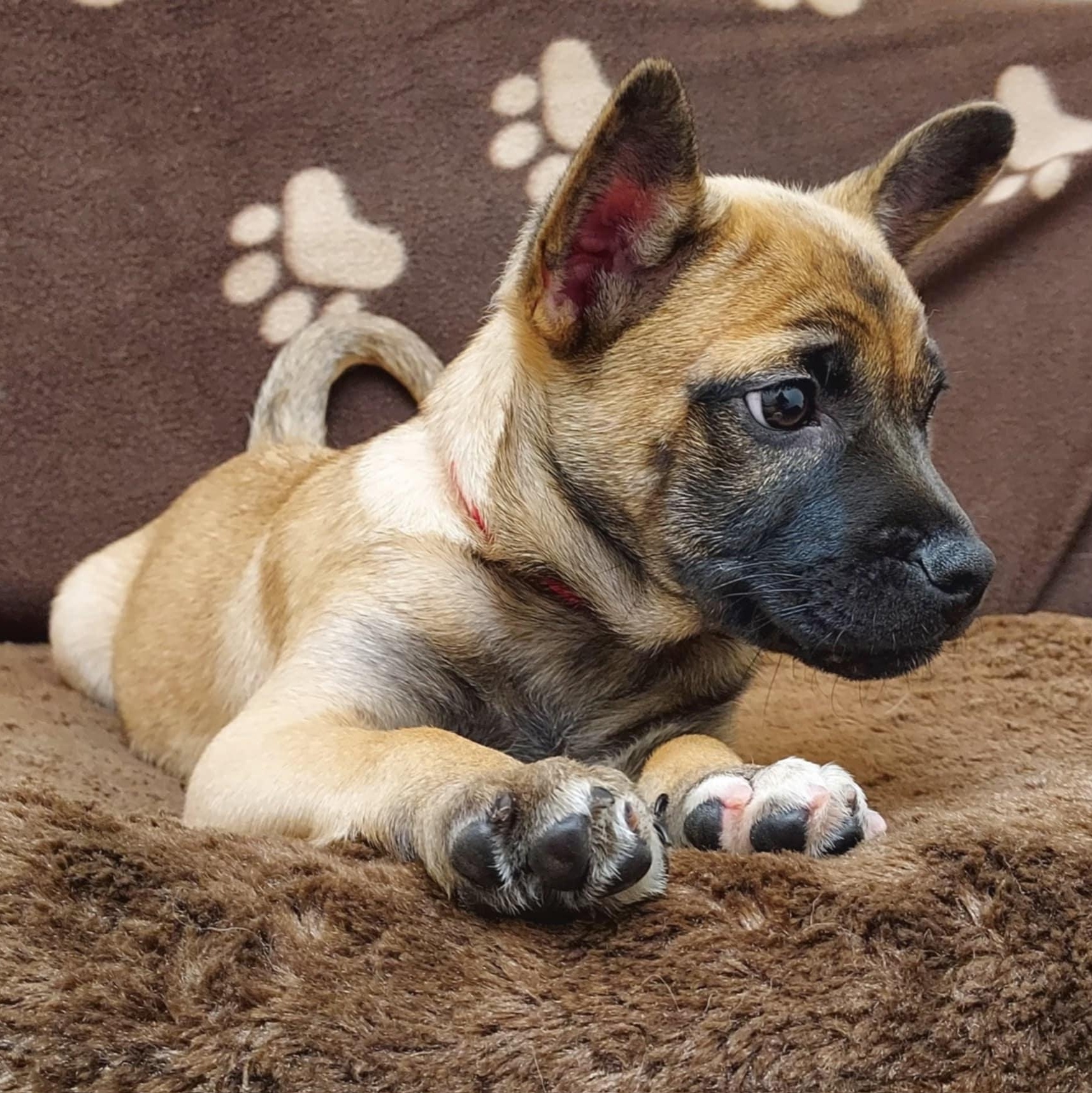 Grayson, a Adopted mixed breed in Falls Creek, PA image 2/6