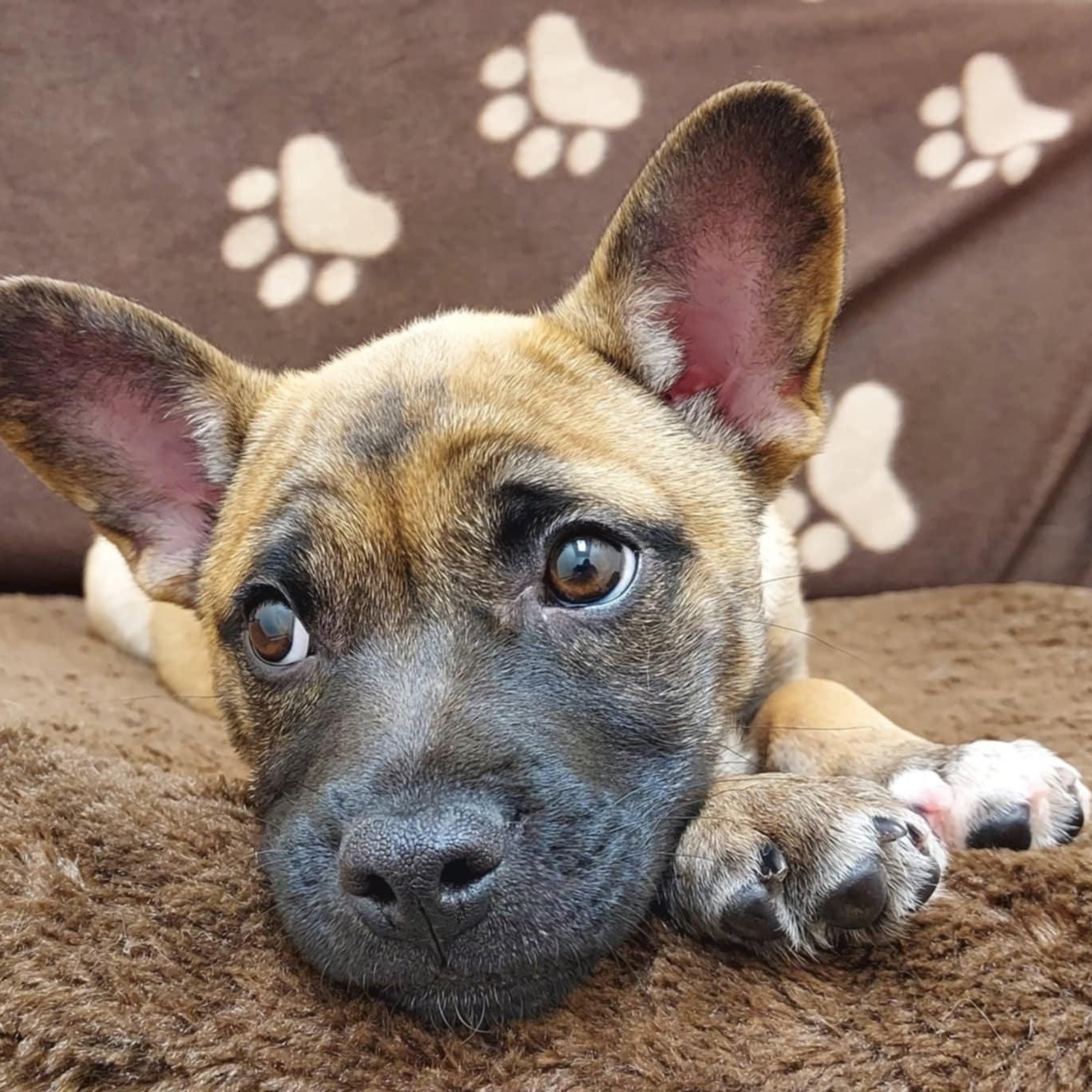 Grayson, a Adopted mixed breed in Falls Creek, PA image 4/6