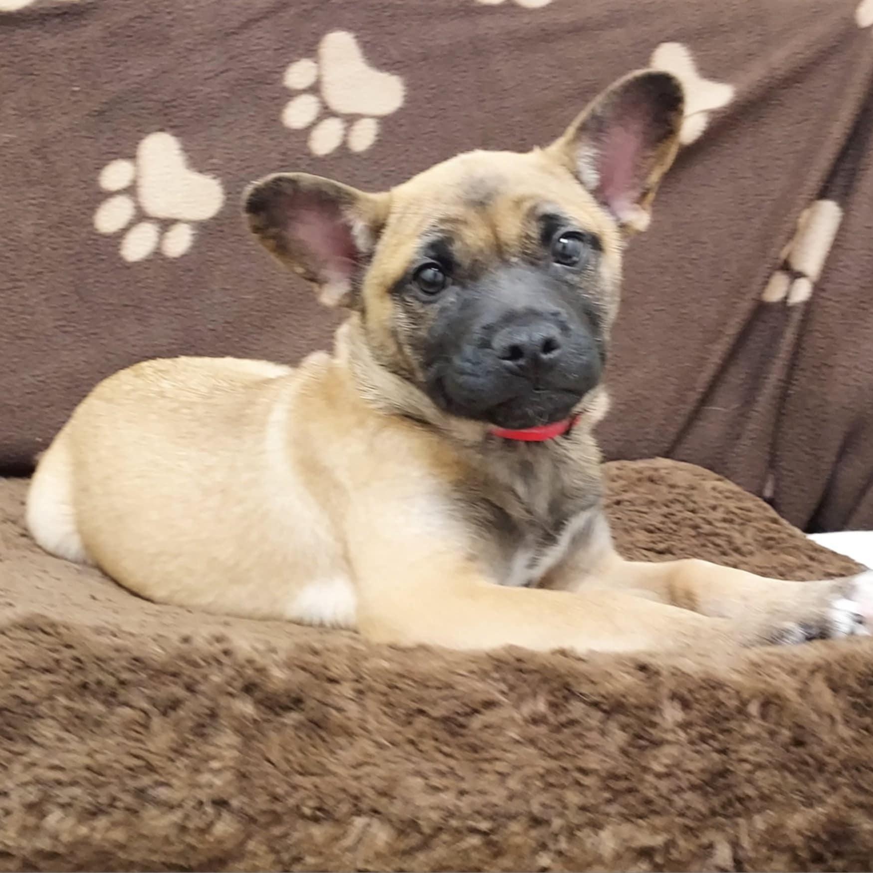 Grayson, a Adopted mixed breed in Falls Creek, PA image 5/6