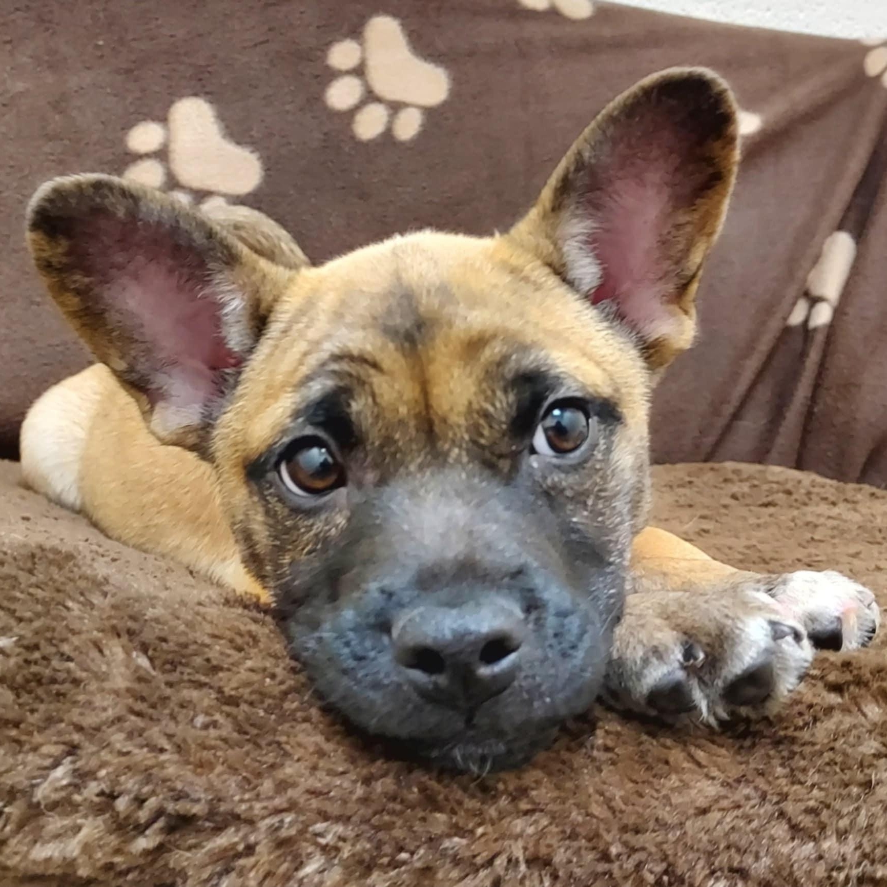 Grayson, a Adopted mixed breed in Falls Creek, PA image 6/6