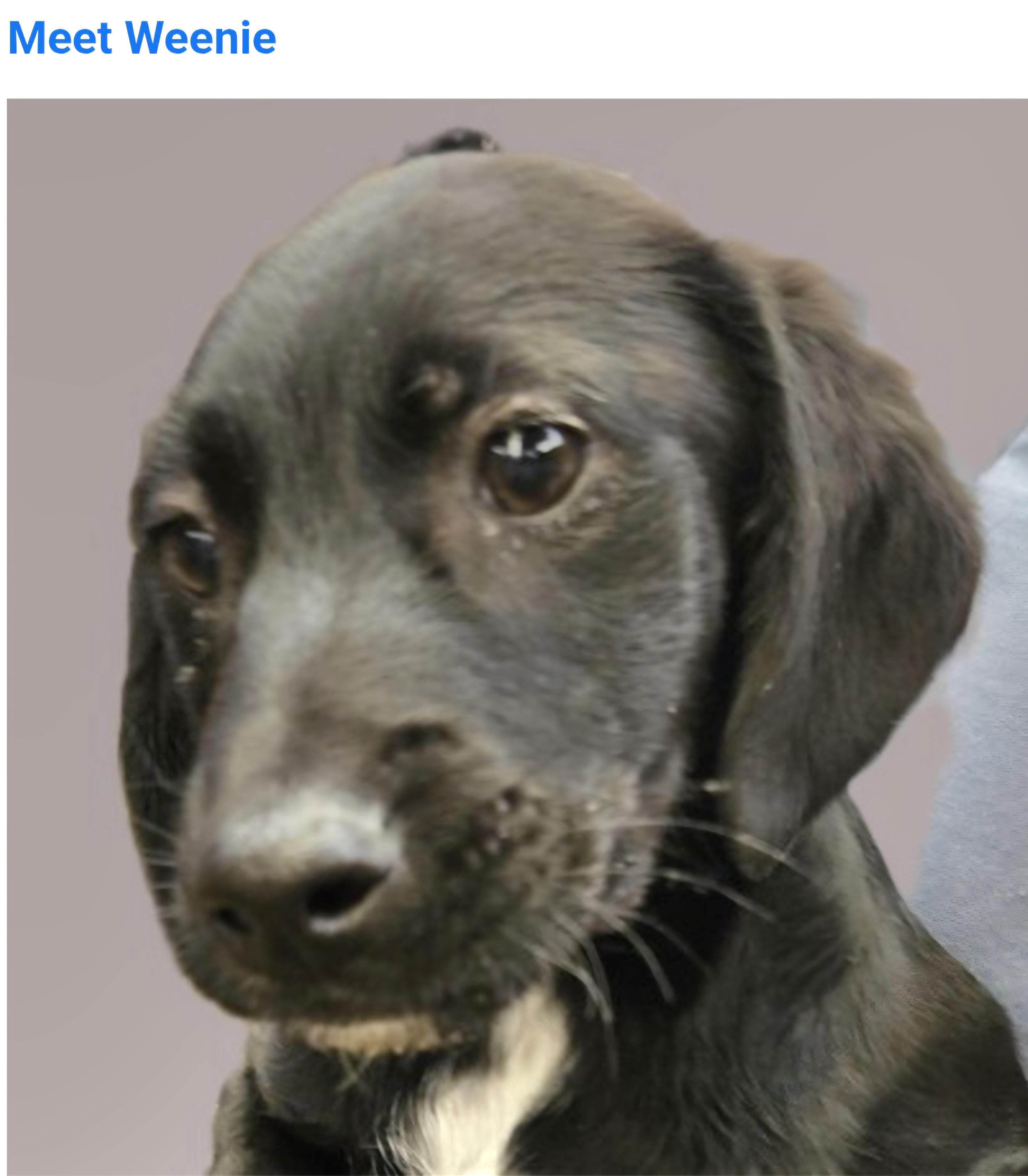 Enlarge Weenie, a ADOPTABLE mixed breed in Salt Lake City, UT image 1/1