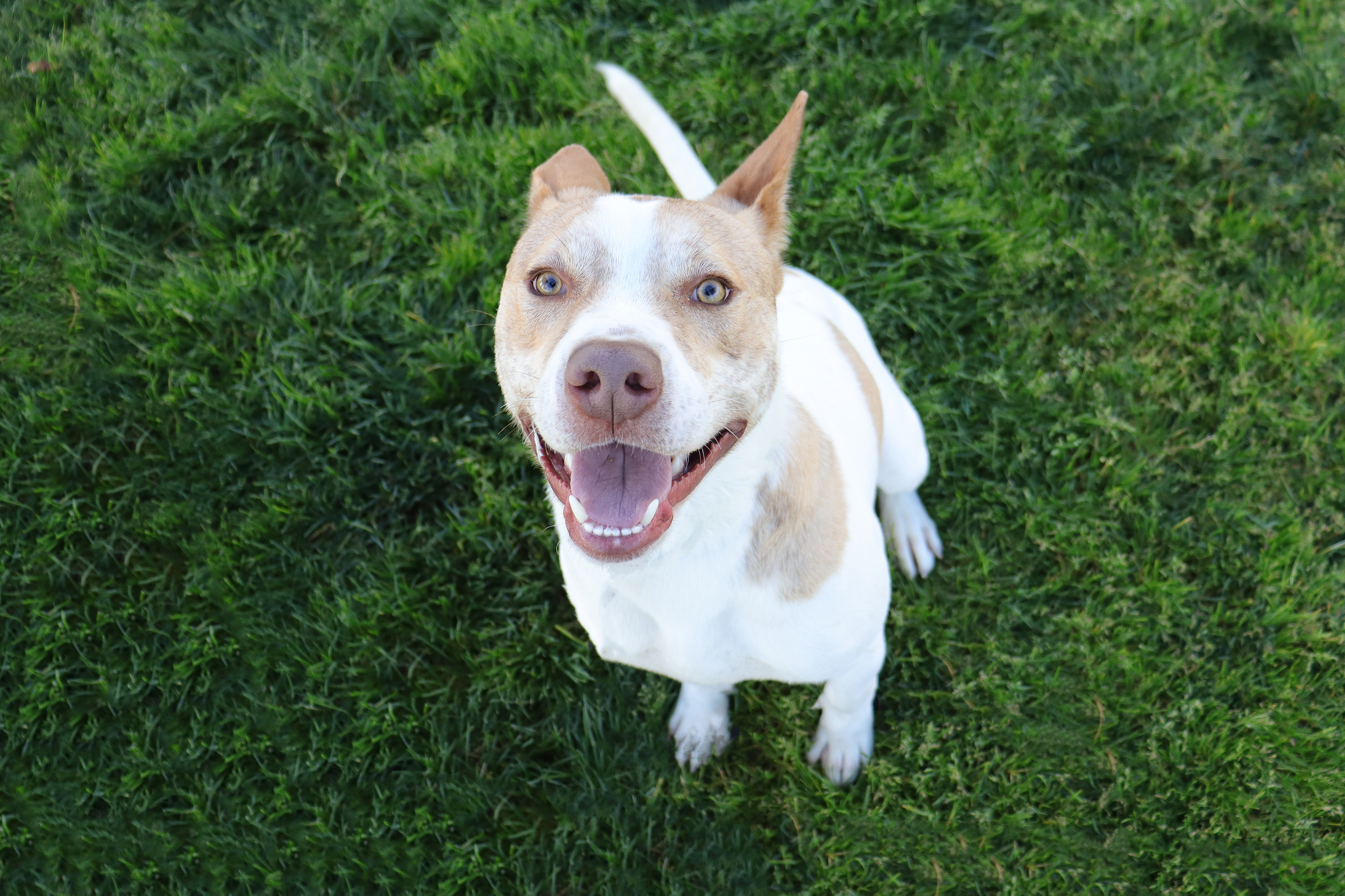 Enlarge Odie, a Adoptable Pit Bull Terrier in Clovis, CA image 4/6