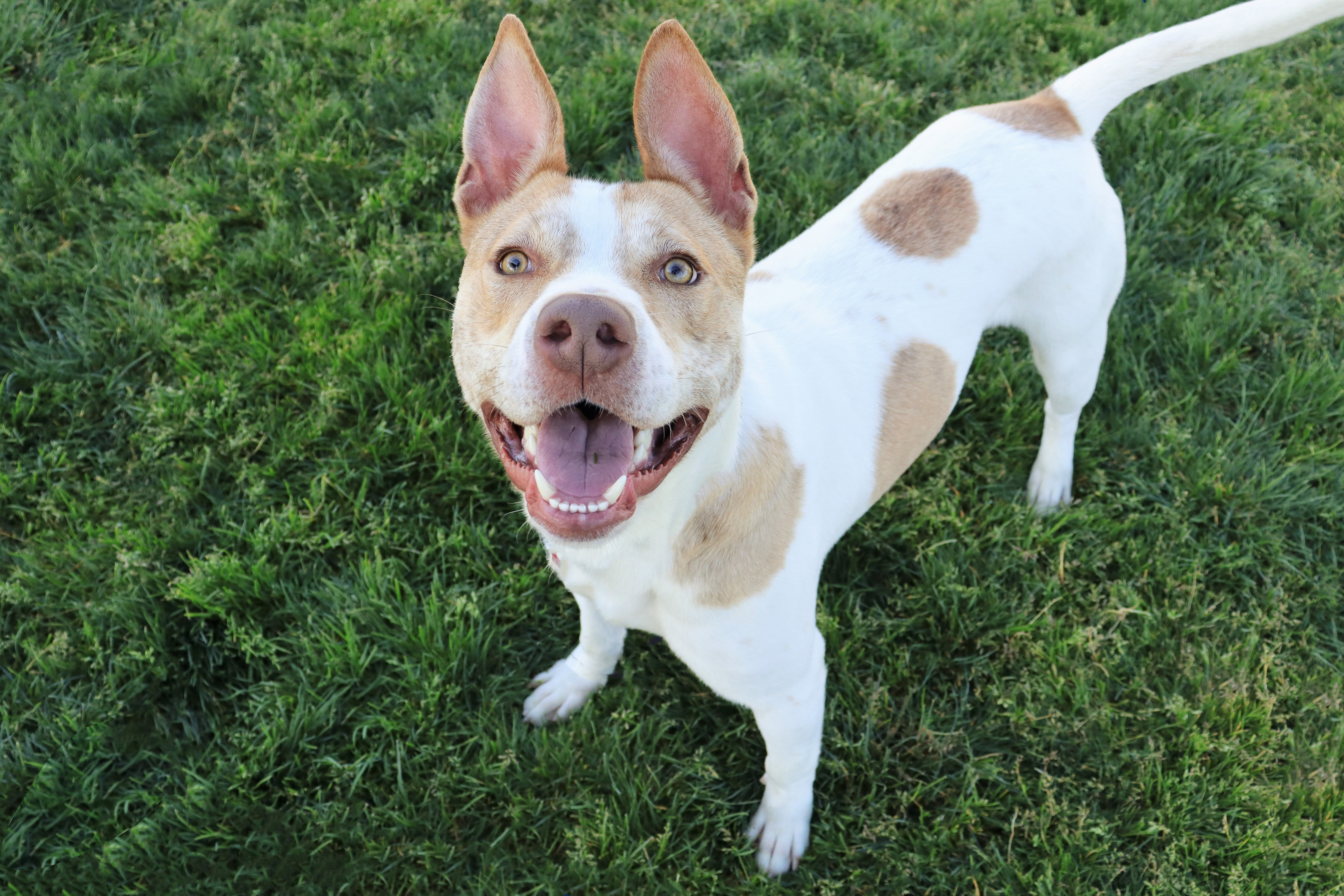 Enlarge Odie, a Adoptable Pit Bull Terrier in Clovis, CA image 5/6