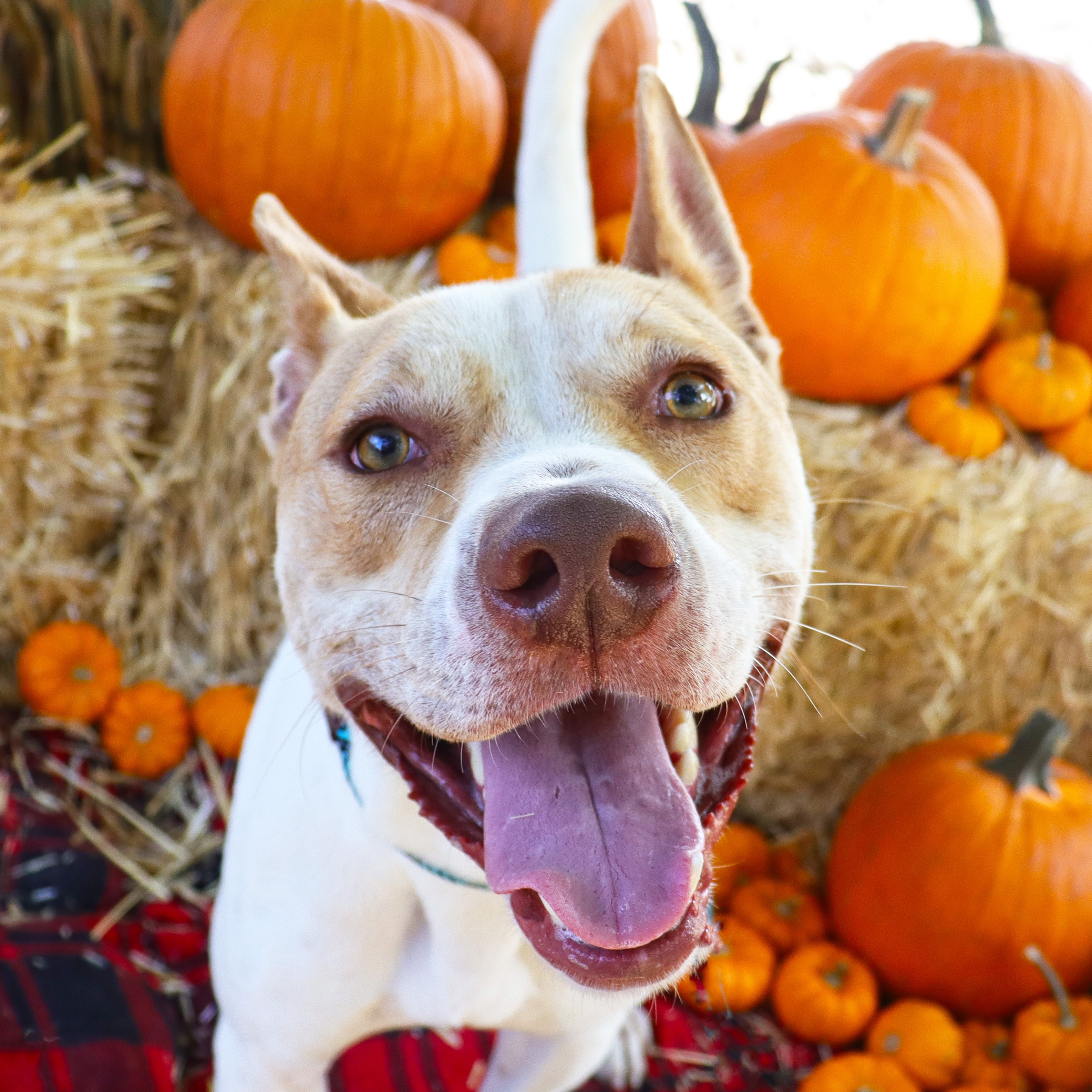 Enlarge Odie, a Adoptable Pit Bull Terrier in Clovis, CA image 2/6