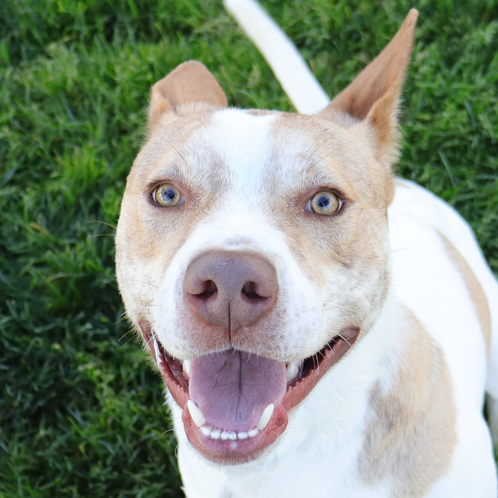 Enlarge Odie, a Adoptable Pit Bull Terrier in Clovis, CA image 1/6