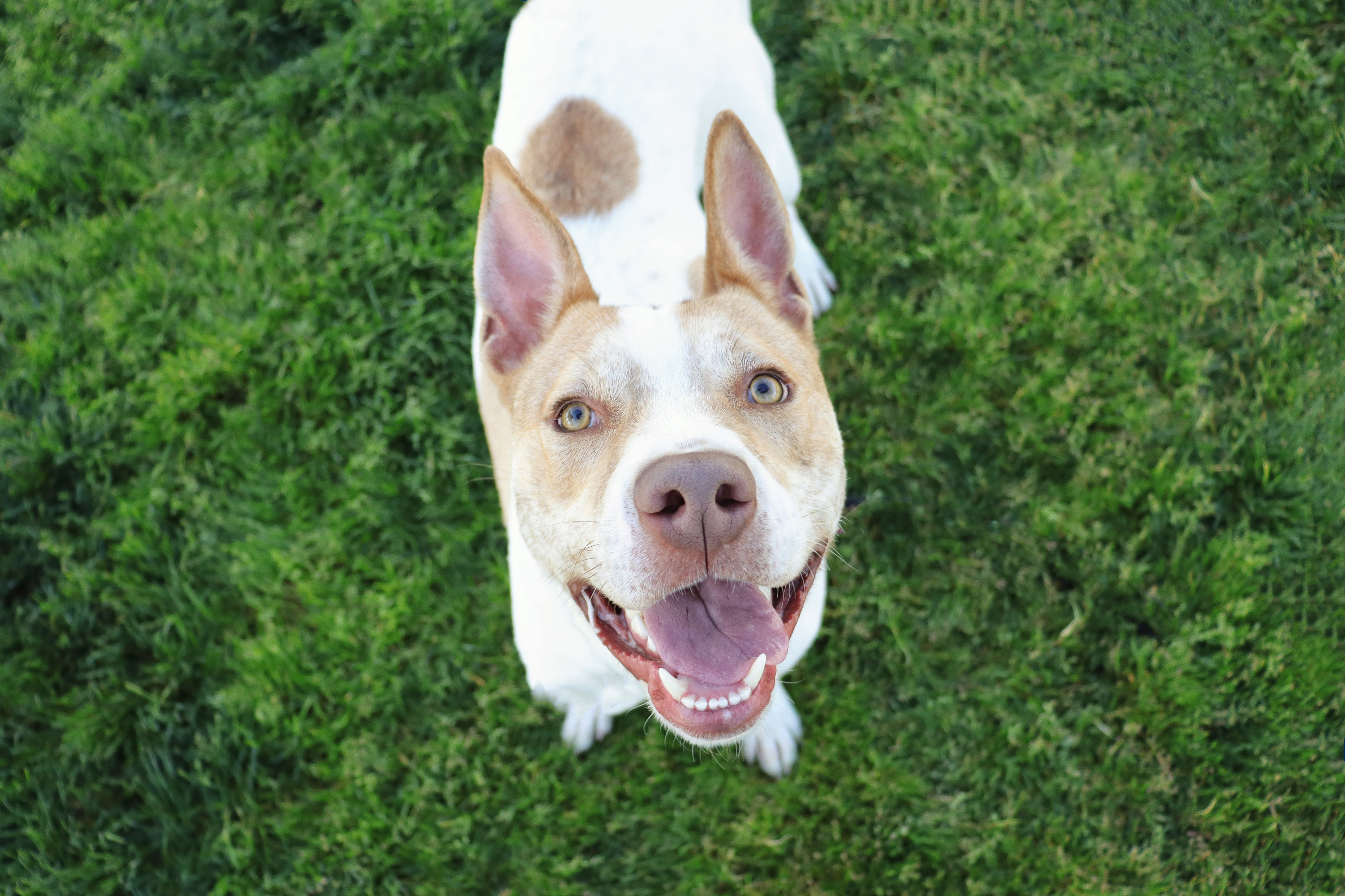 Enlarge Odie, a Adoptable Pit Bull Terrier in Clovis, CA image 3/6