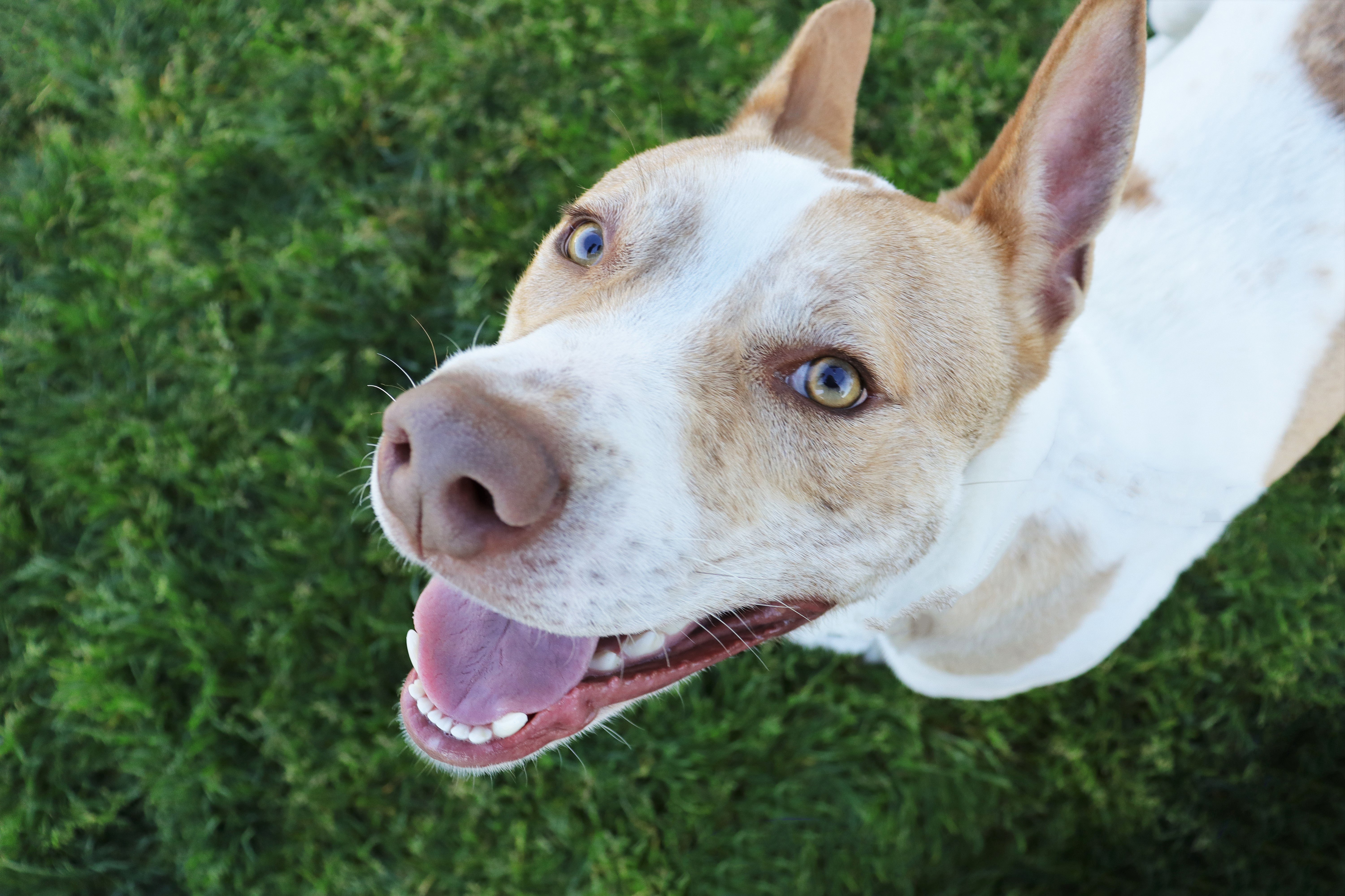 Enlarge Odie, a Adoptable Pit Bull Terrier in Clovis, CA image 6/6