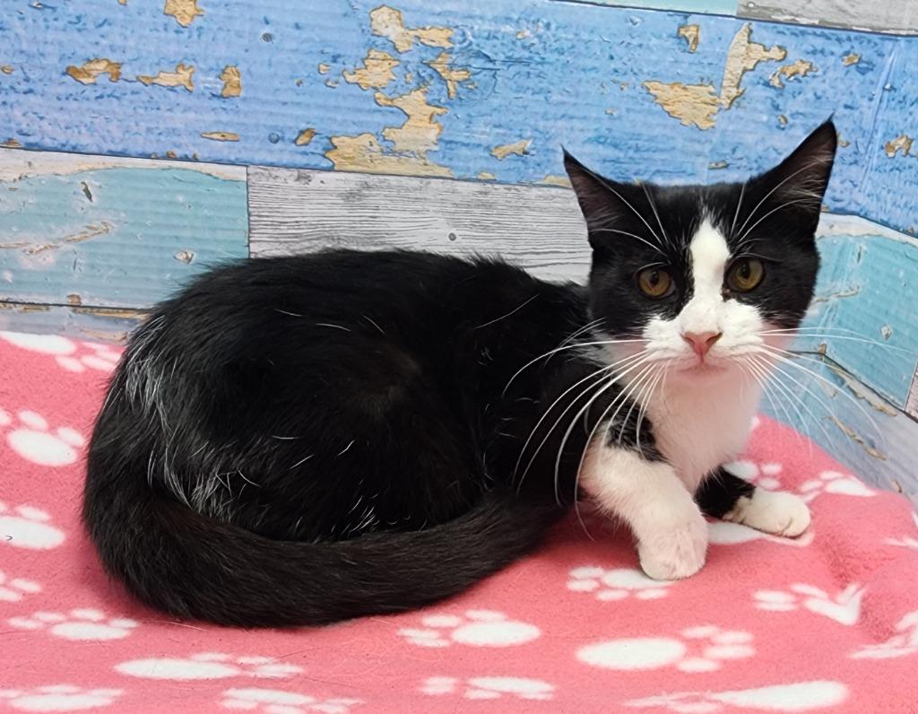 Frodo, Adoptable, Young Male Domestic Short Hair.