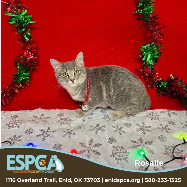 Rosalie, Adoptable, Young Female Domestic Short Hair.
