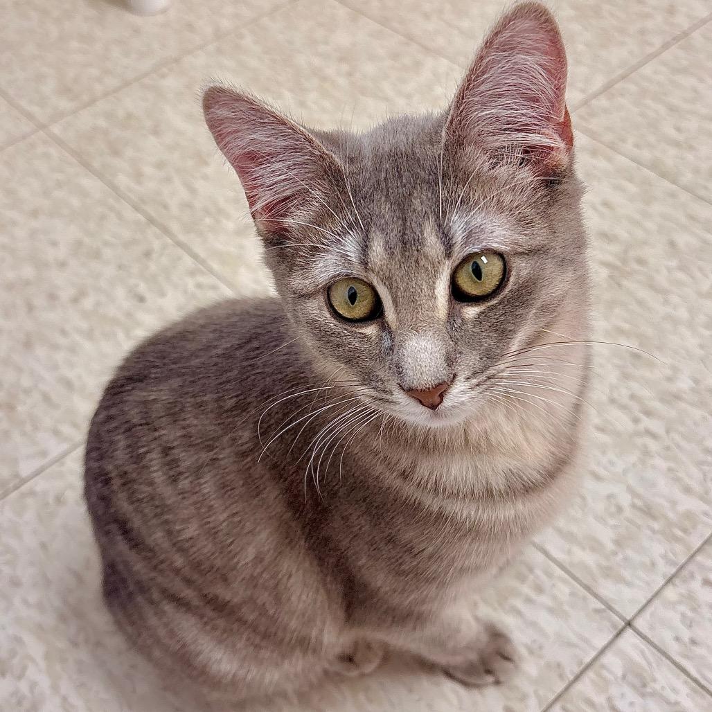 Enlarge Rosalie, a Adoptable Domestic Short Hair in Enid, OK image 2/2