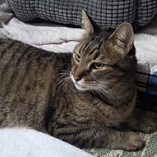 Enlarge Mr. Meowgi, a ADOPTABLE Domestic Short Hair in Roanoke, VA image 2/3