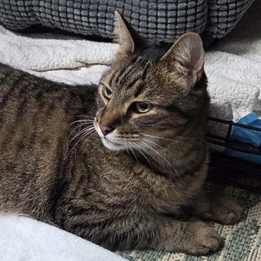 Mr. Meowgi, a ADOPTABLE Domestic Short Hair in Roanoke, VA image 2/3
