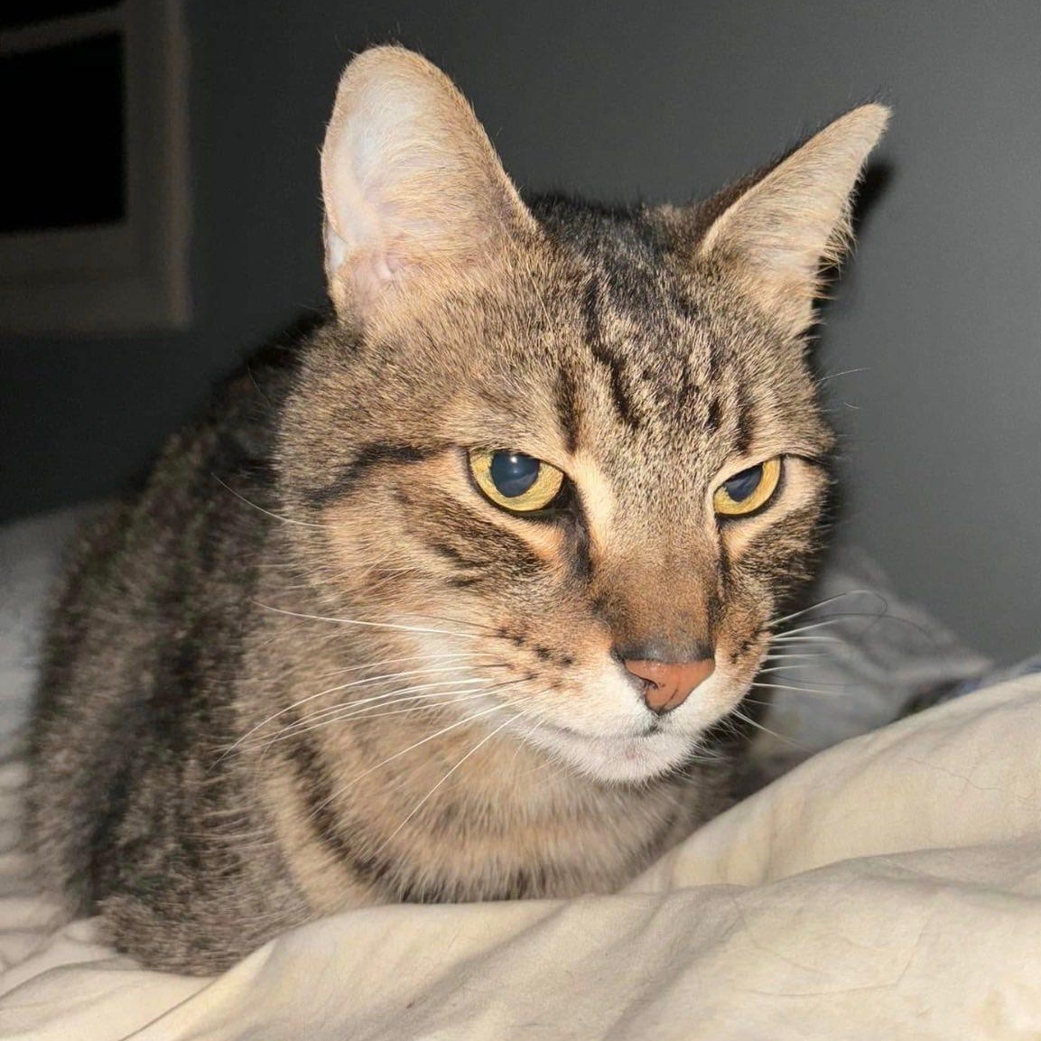 Enlarge Mr. Meowgi, a ADOPTABLE Domestic Short Hair in Roanoke, VA image 3/3
