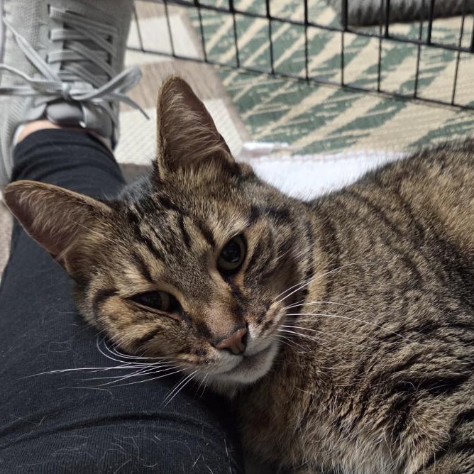 Mr. Meowgi, ADOPTABLE, Senior Male Domestic Short Hair.